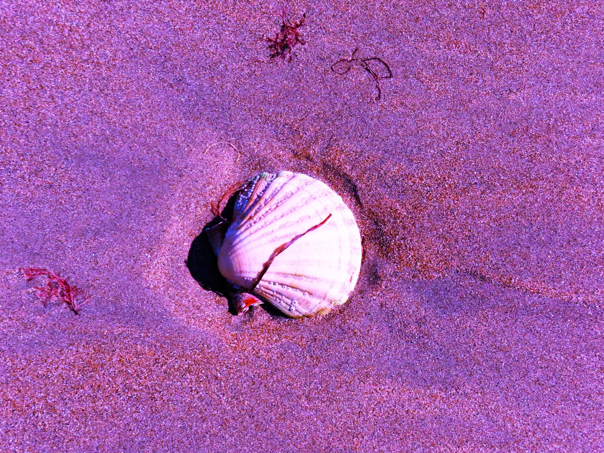 Nuances de mauve ...