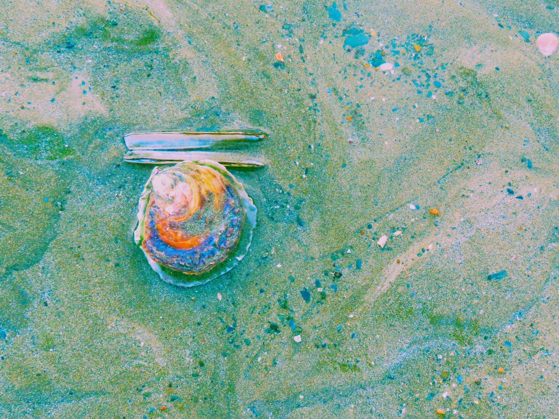 Couteau à huitre ...