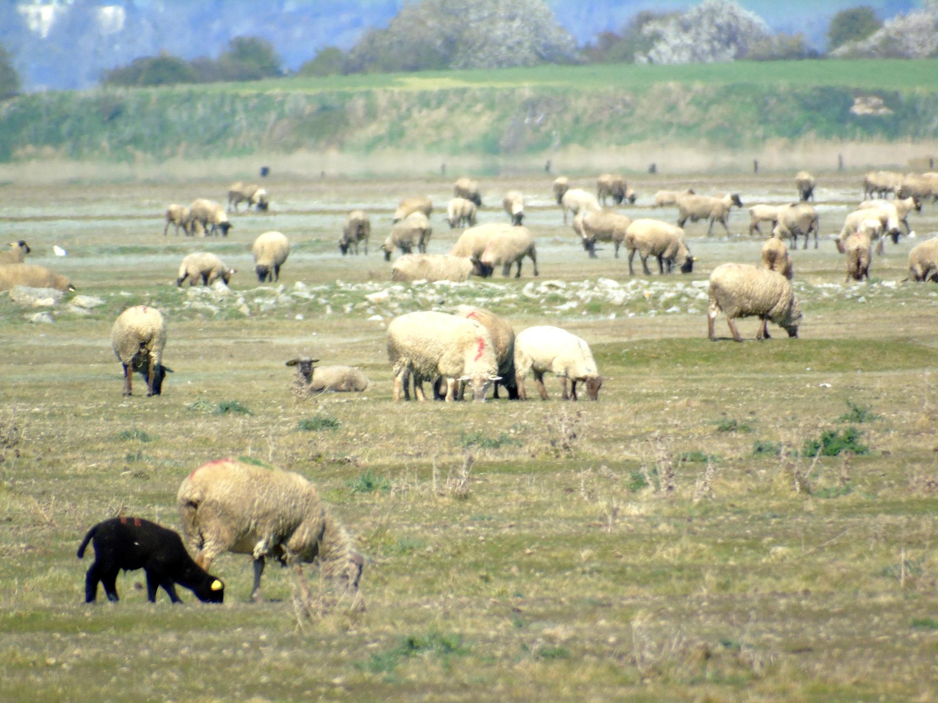 Le mouton noir ...