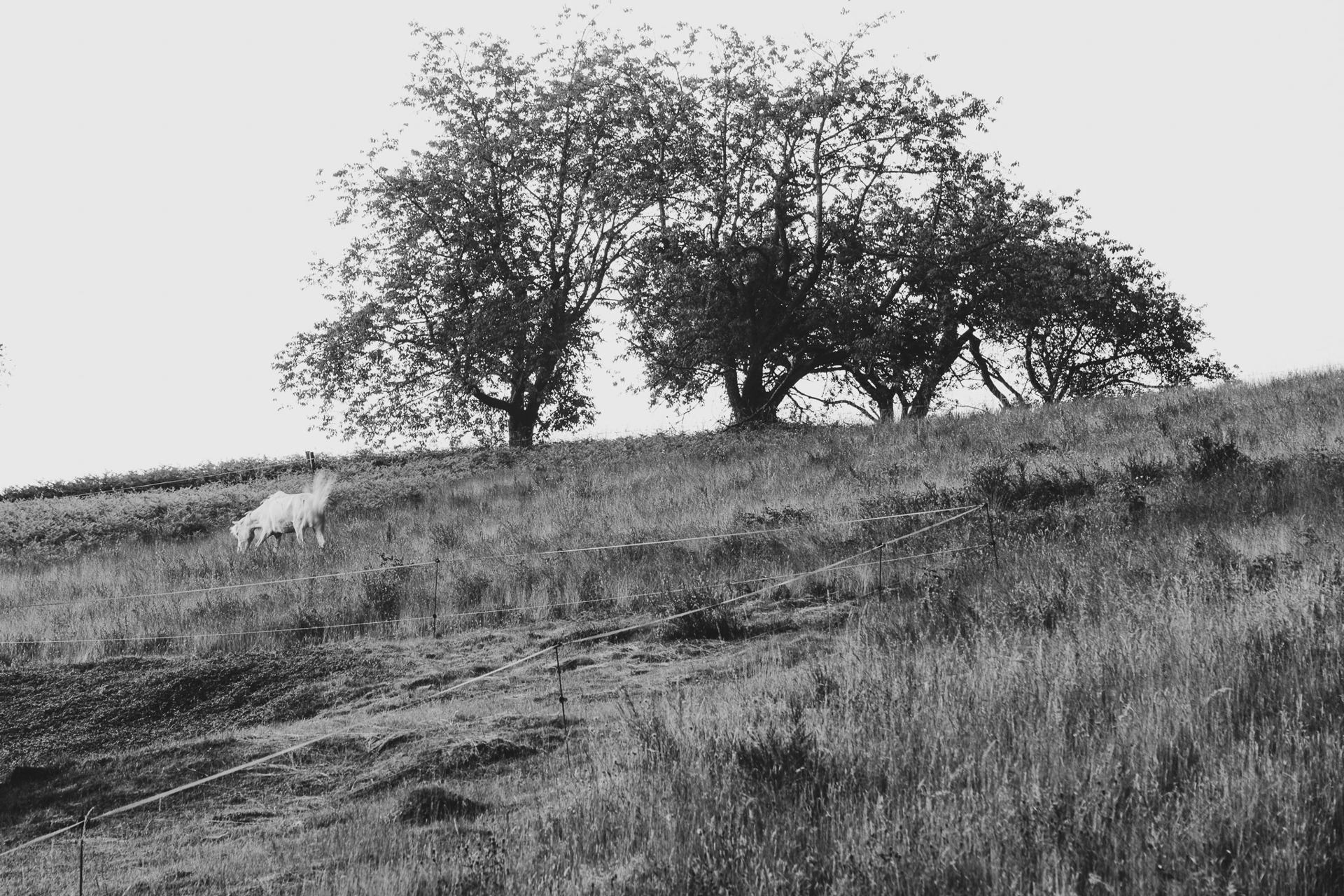 Hennissement silencieux