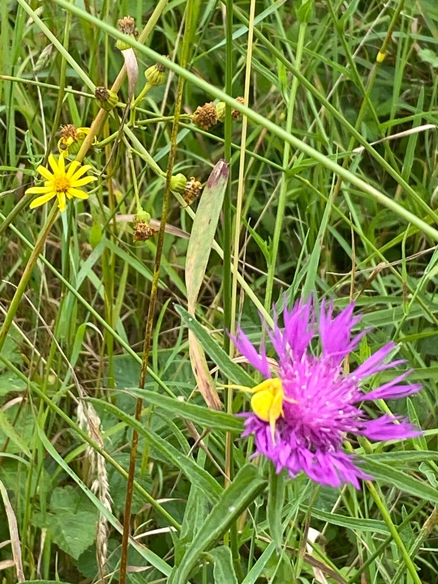 IMG_2008.jpeg