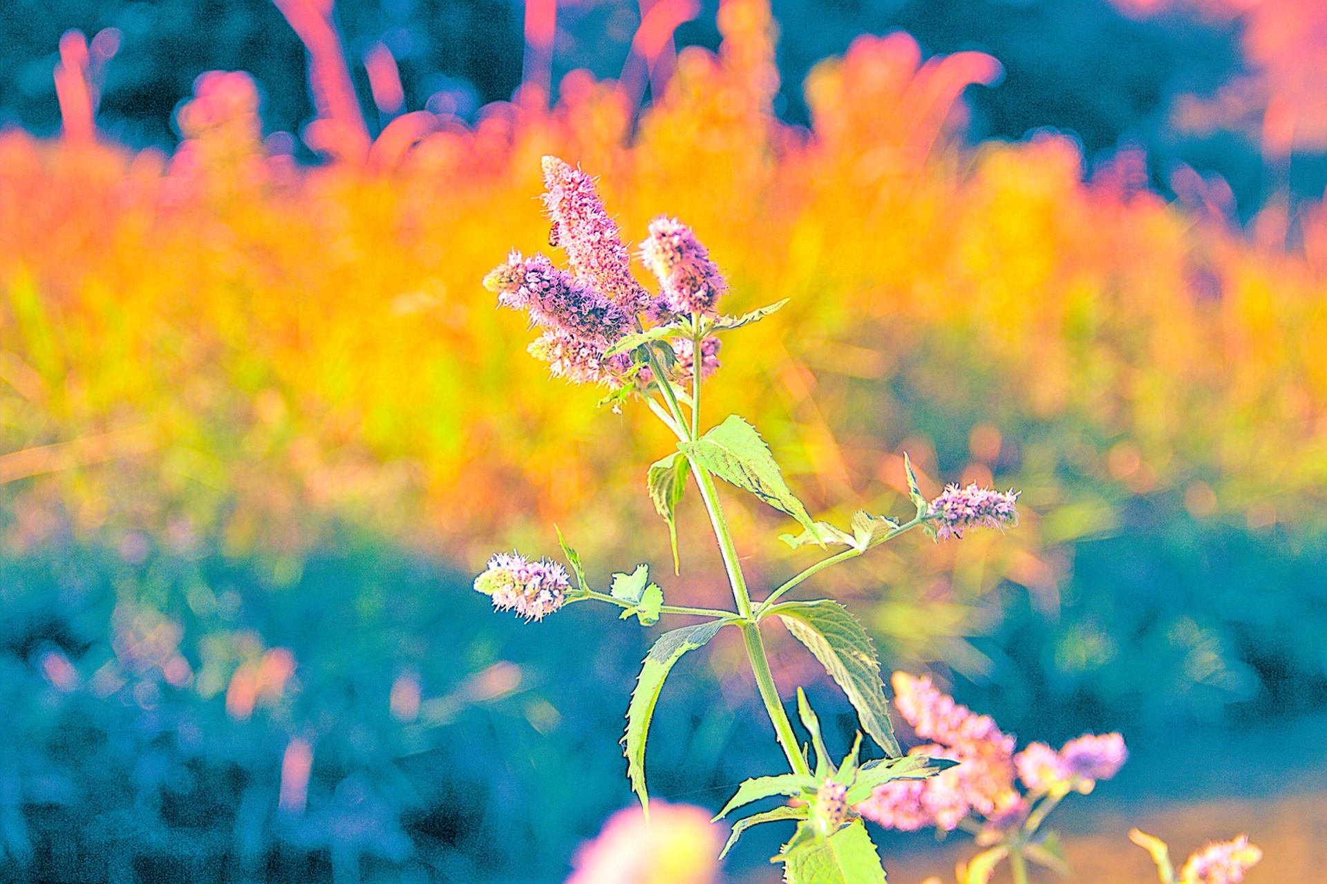 Couleurs