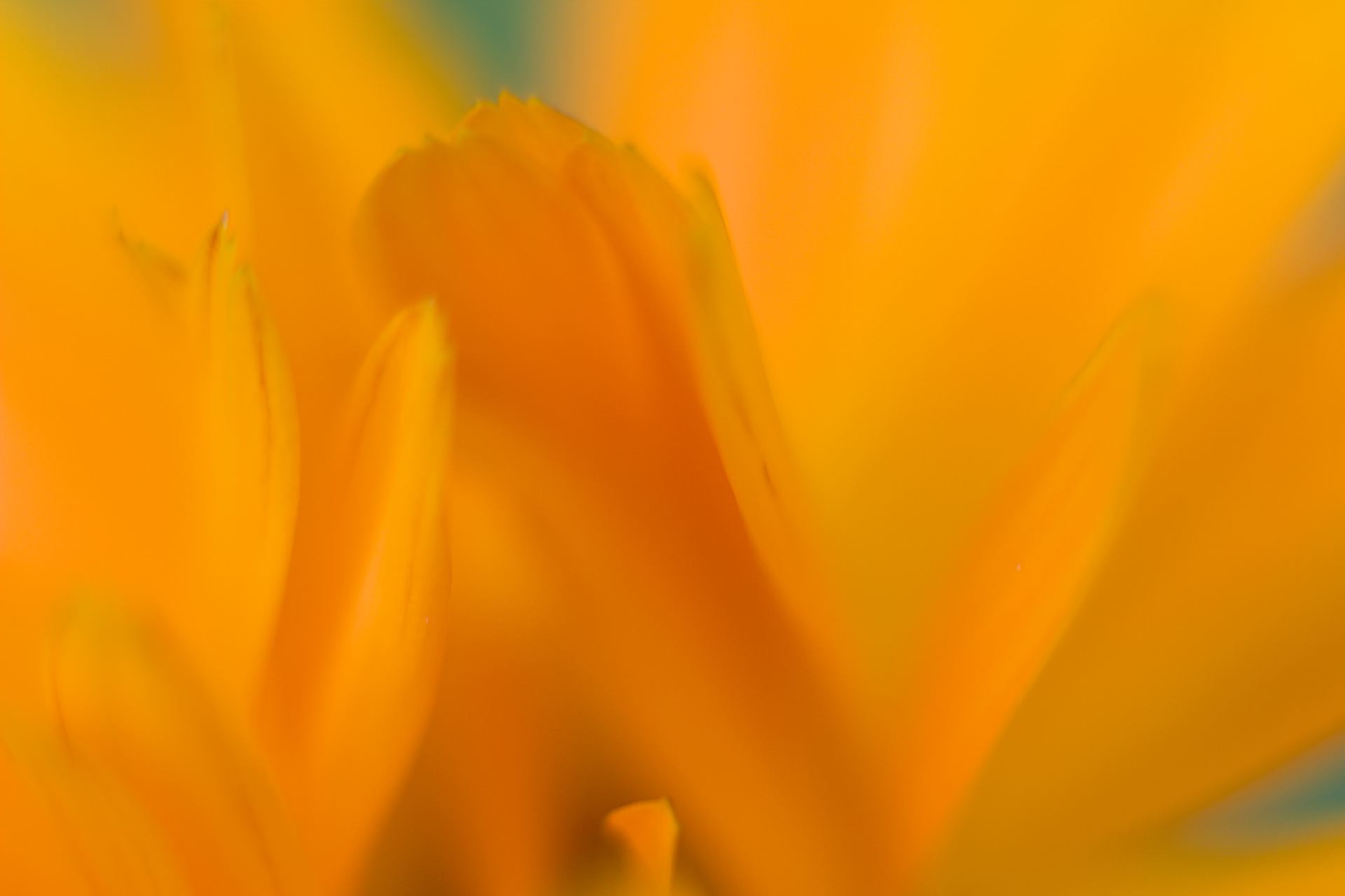 Fleur