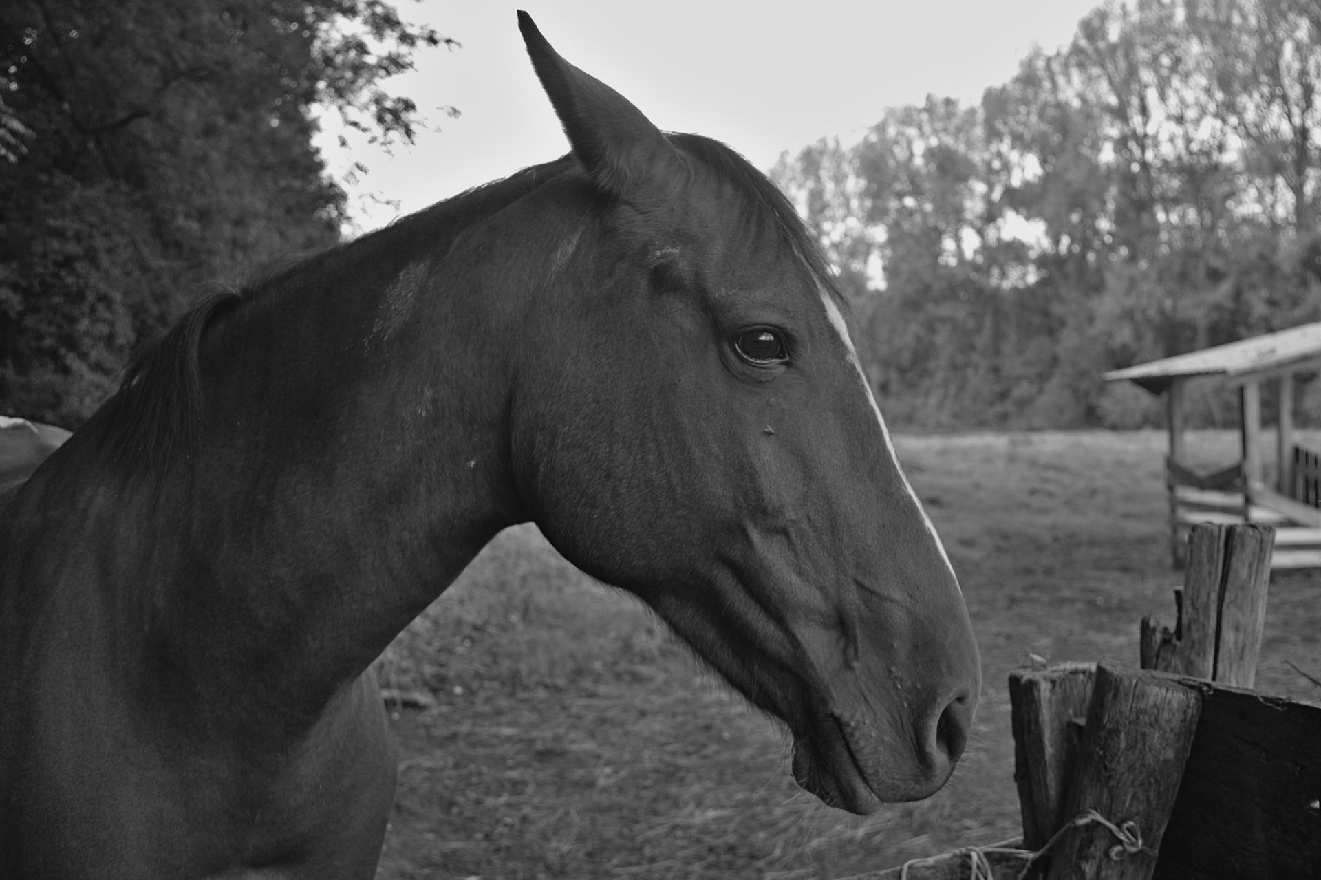 Cheval