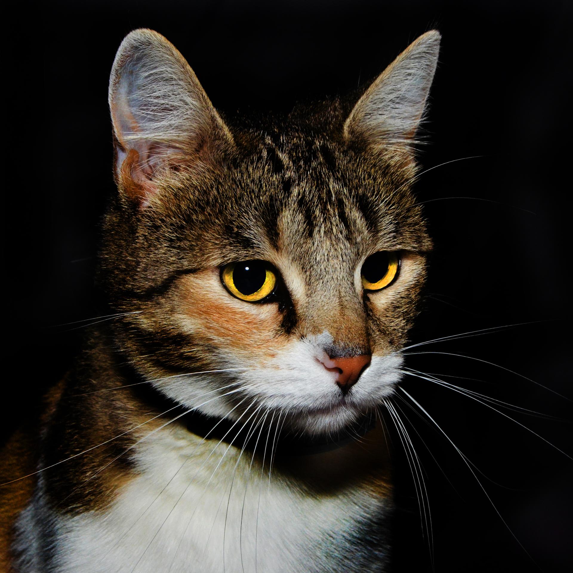 Chimz_160804_01-1.jpg