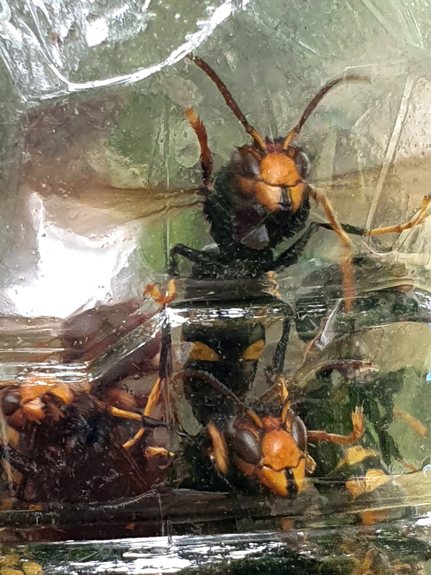 frelon asiatique piégé