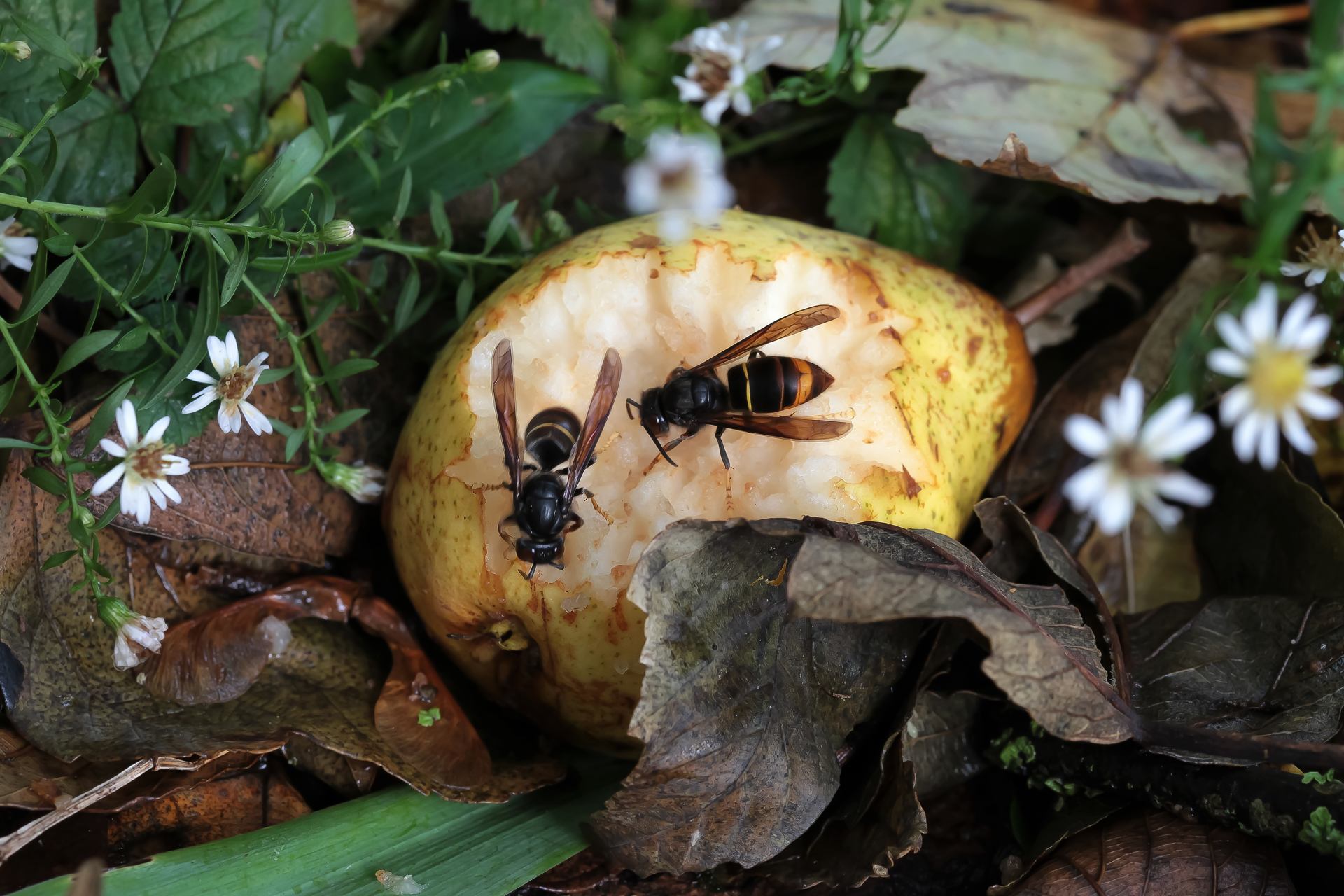 la poire aux frelons