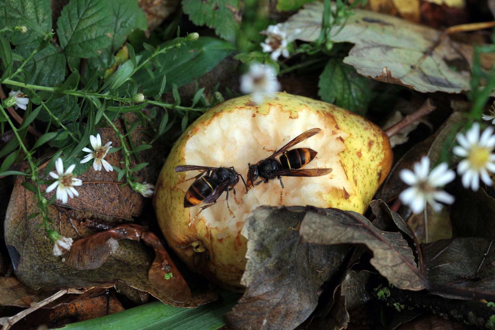 tête à tête au creux de la poire