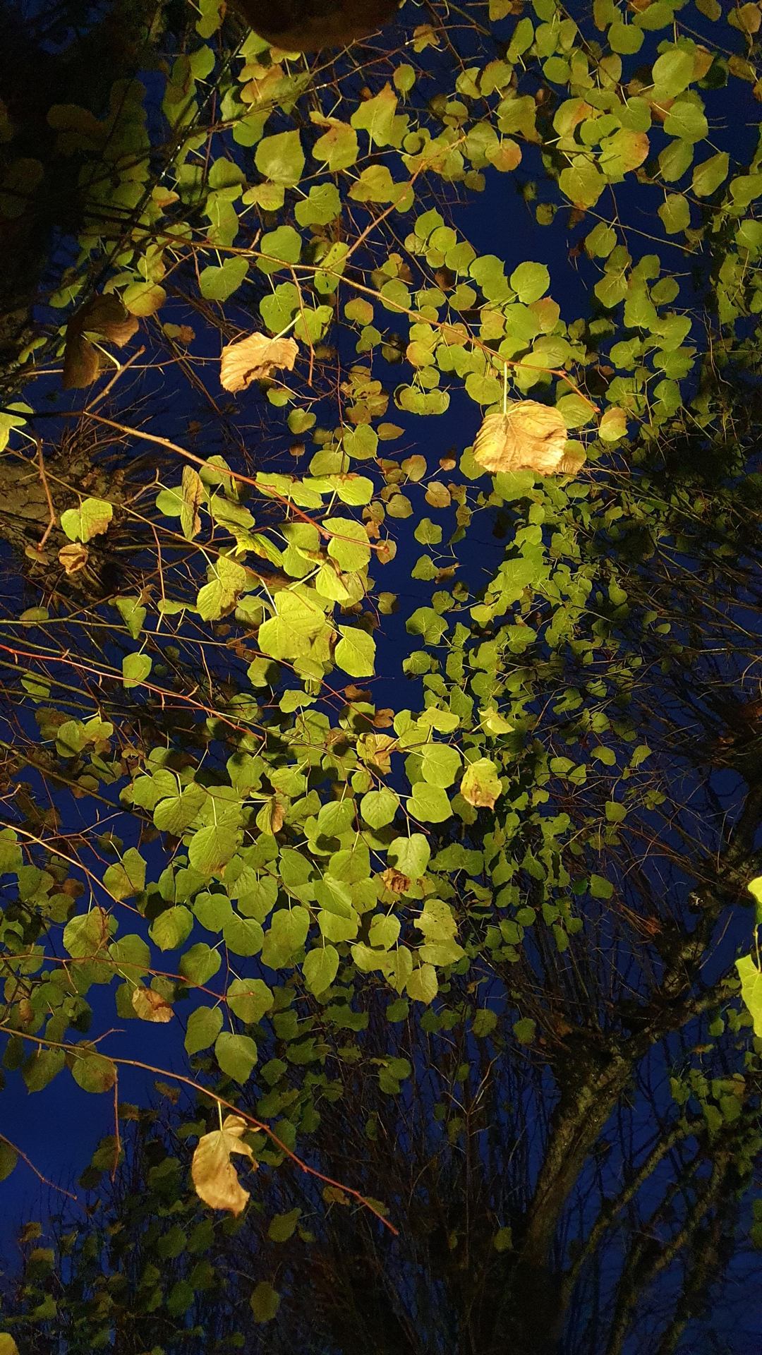Toit de feuilles nocturne