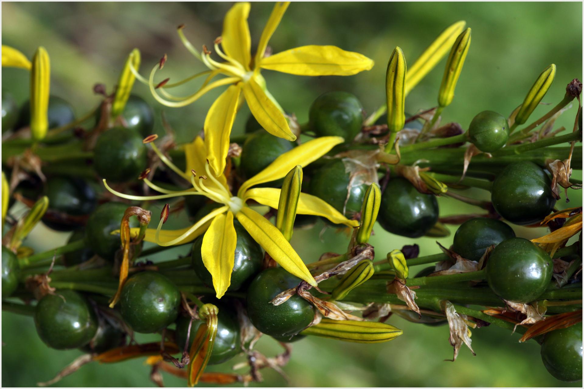 asphodèle fruit et fleur