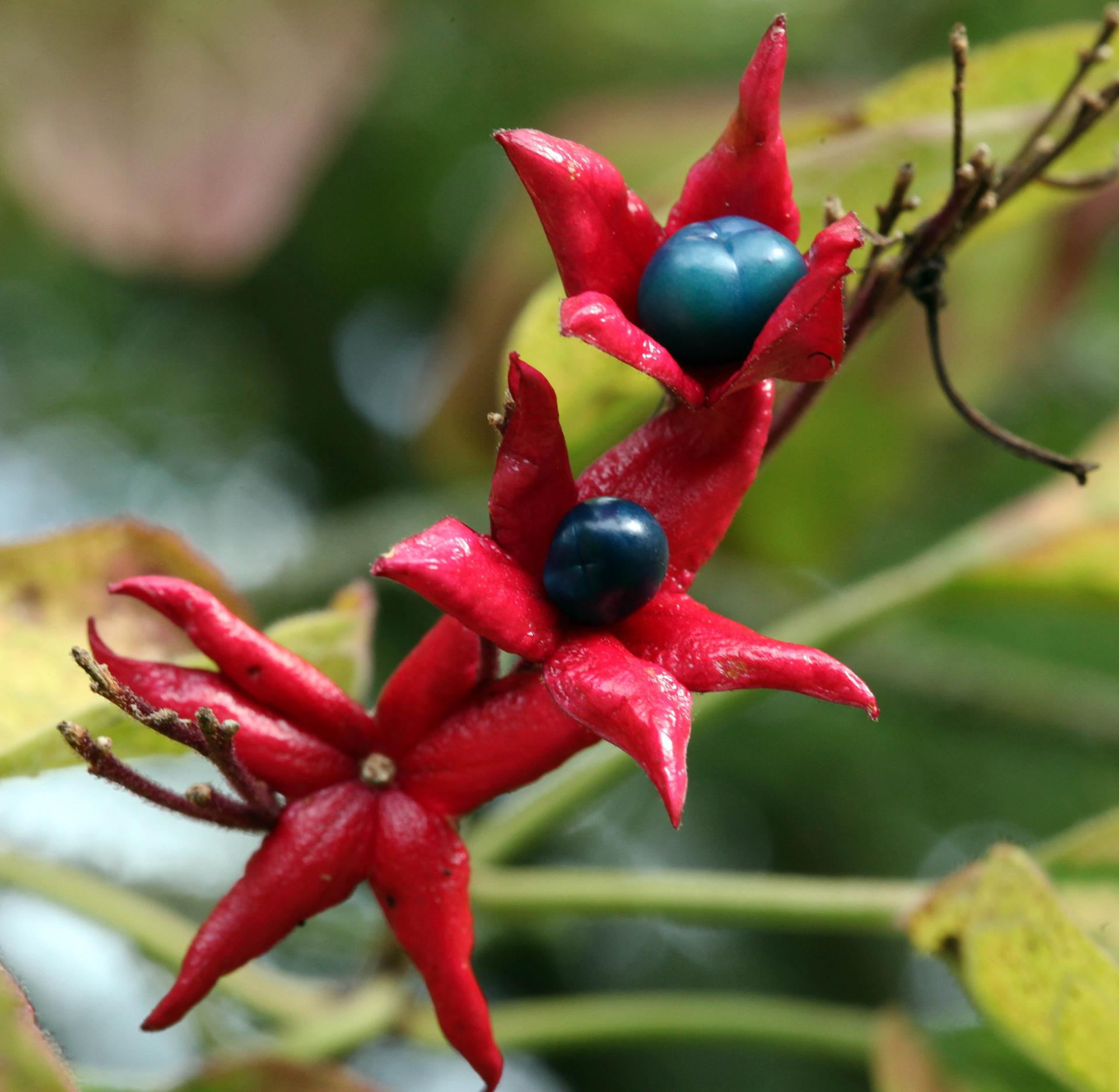 Arbre du clergé 'Fargesii'