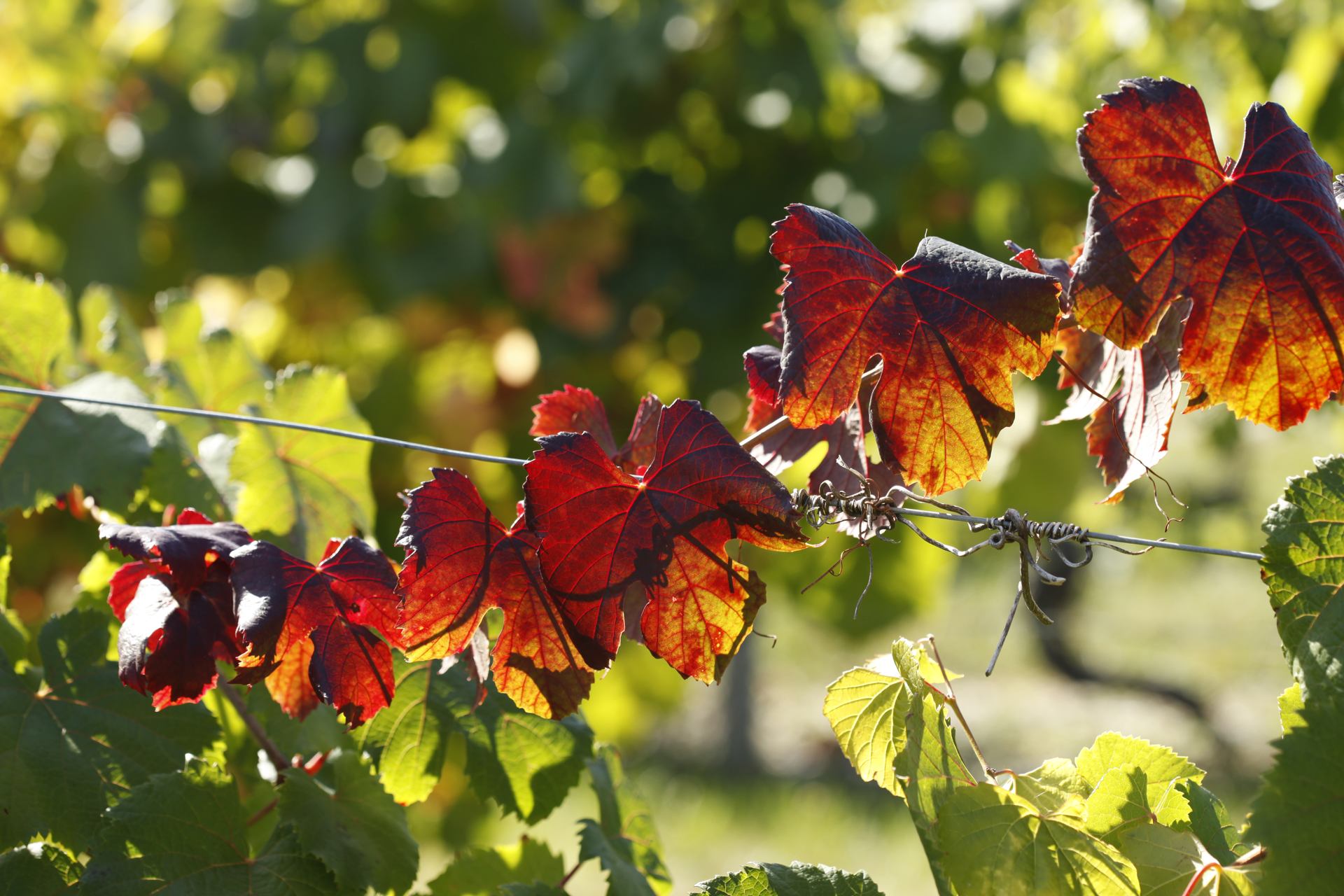 vigne d'automne