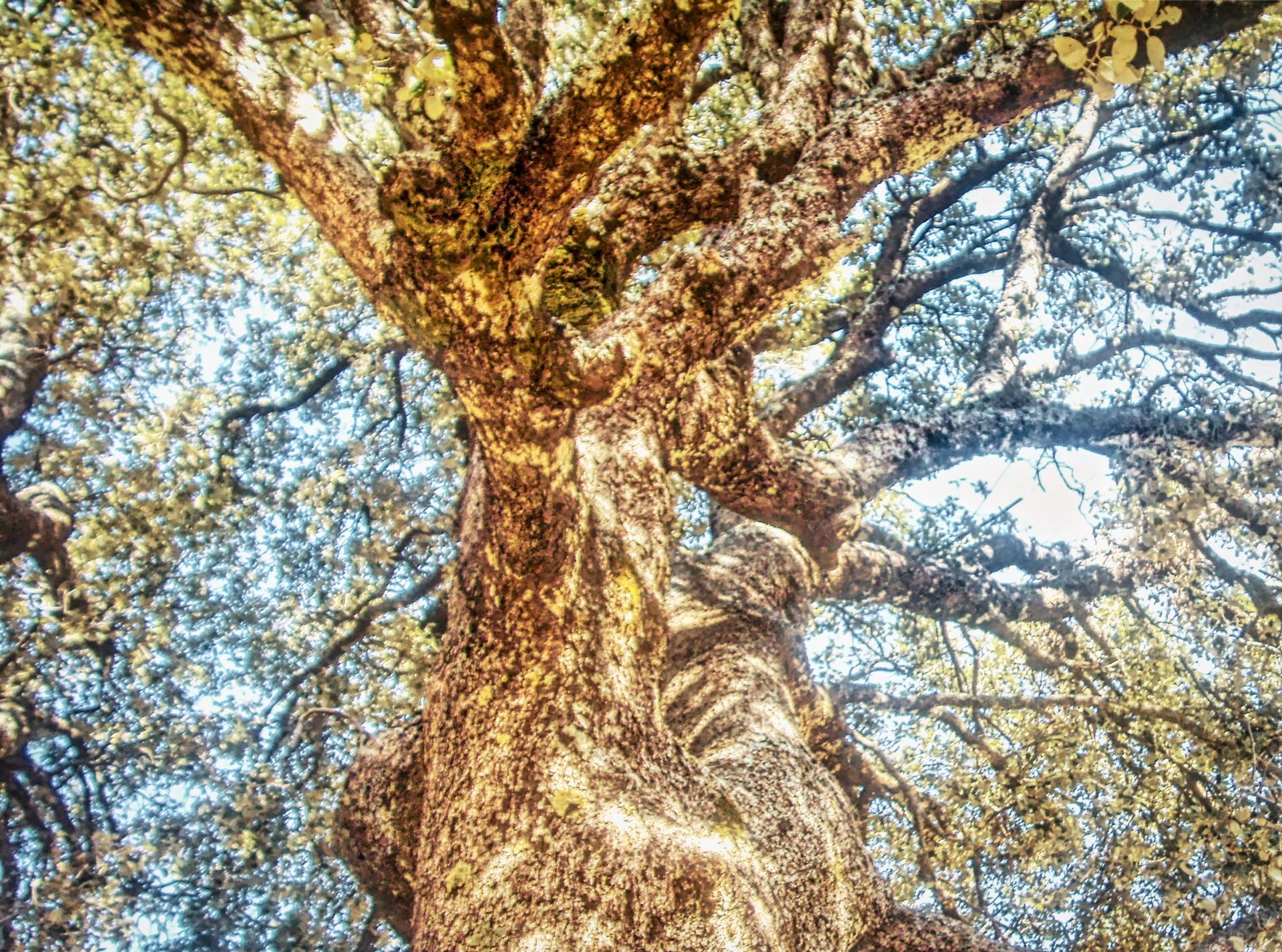 l'arbre irréel 