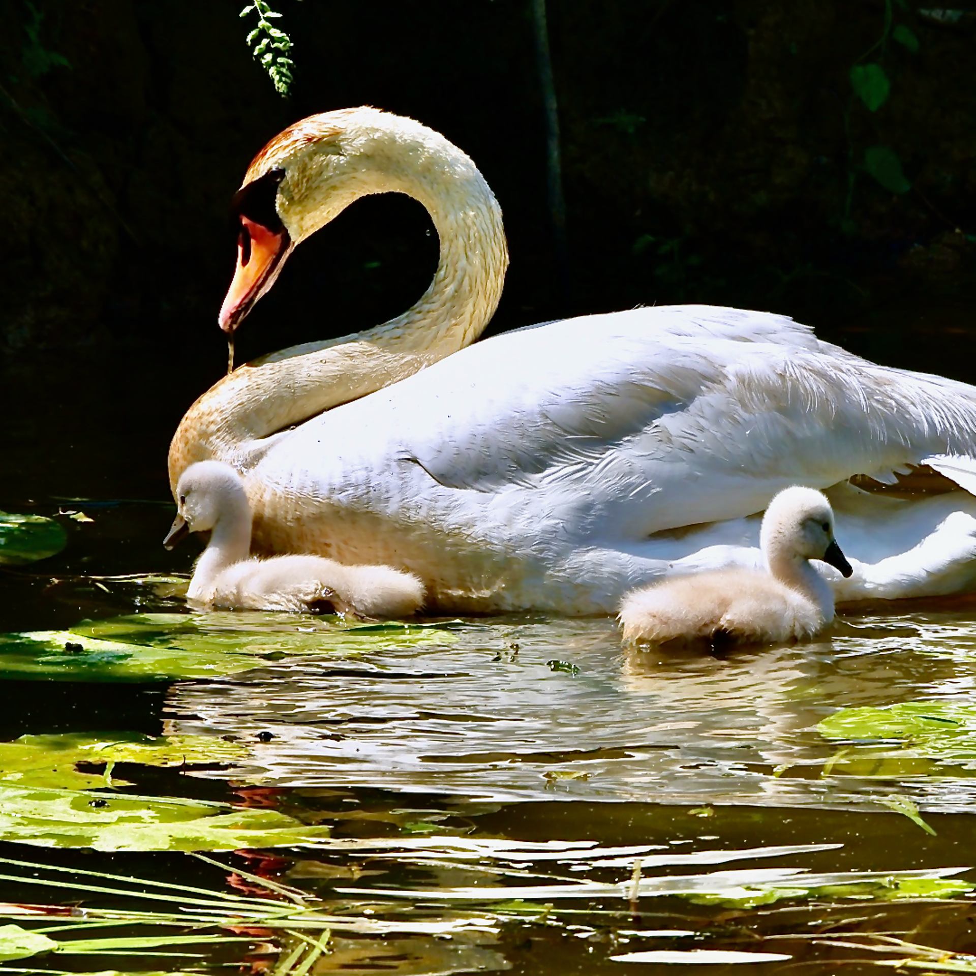 Cygne et cygneaux