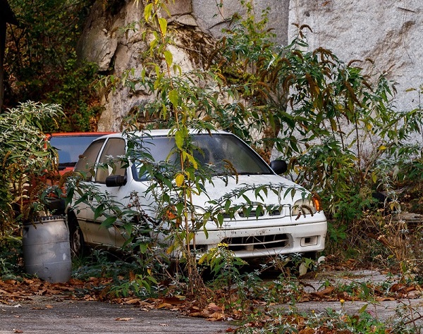 voiture et nature .jpg