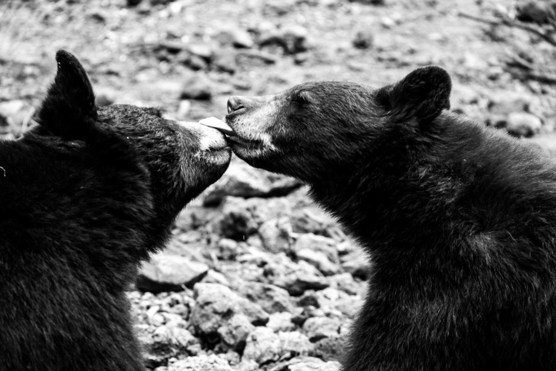 Le baiser des ours
