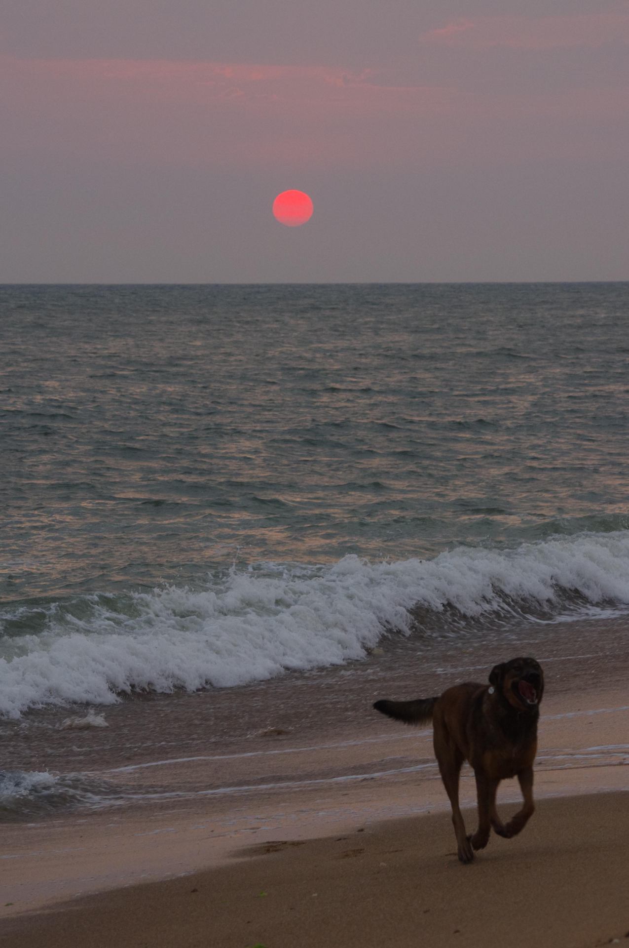 Happy dog