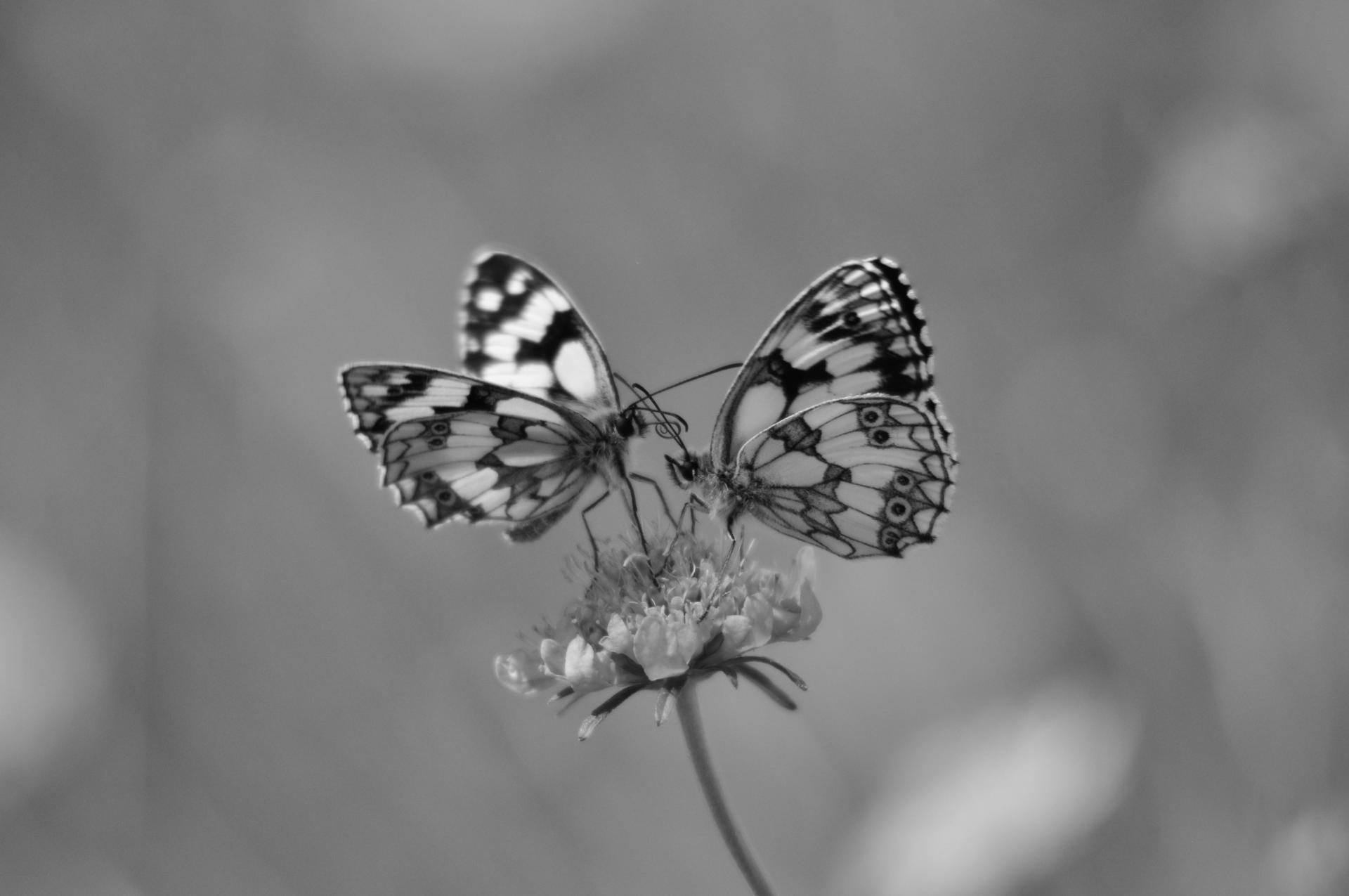 Duo papillons