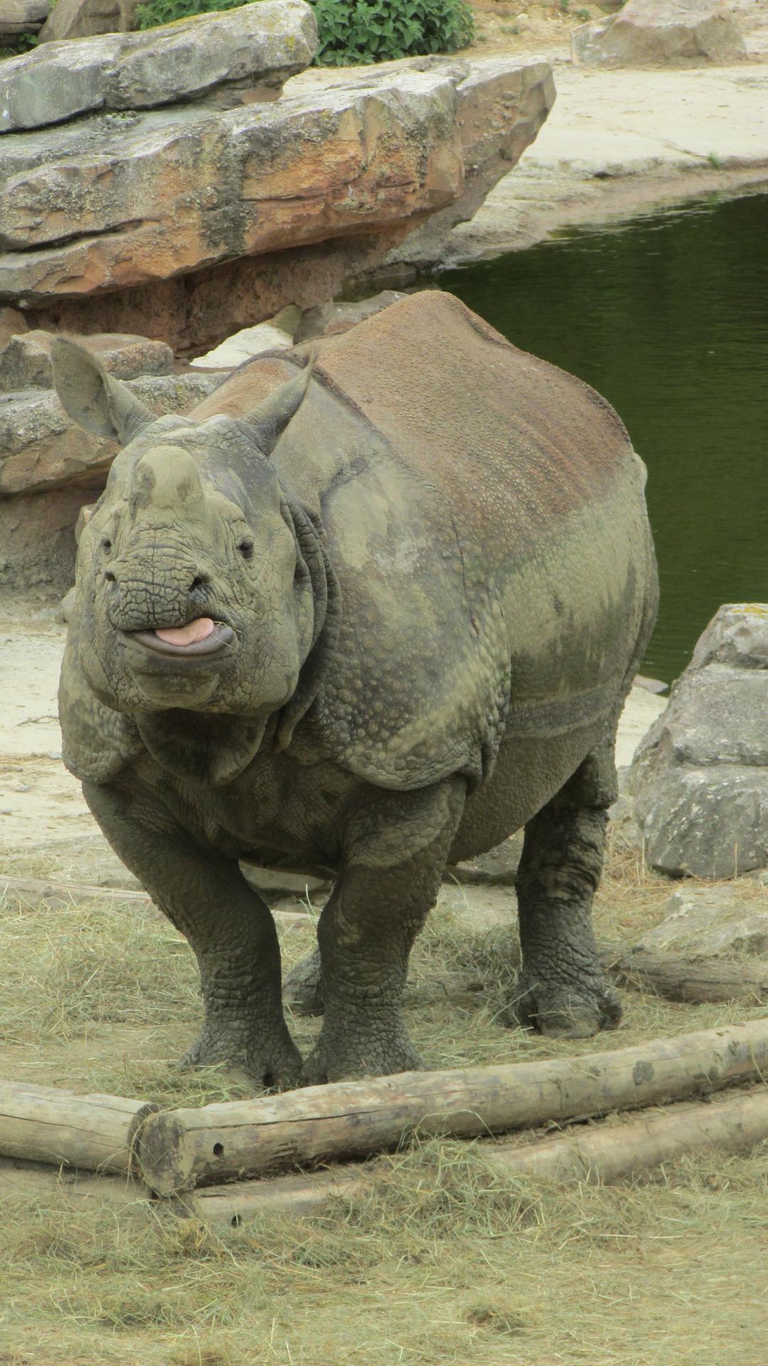 Rhinocéros Indien