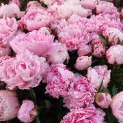 Classement final : 2407