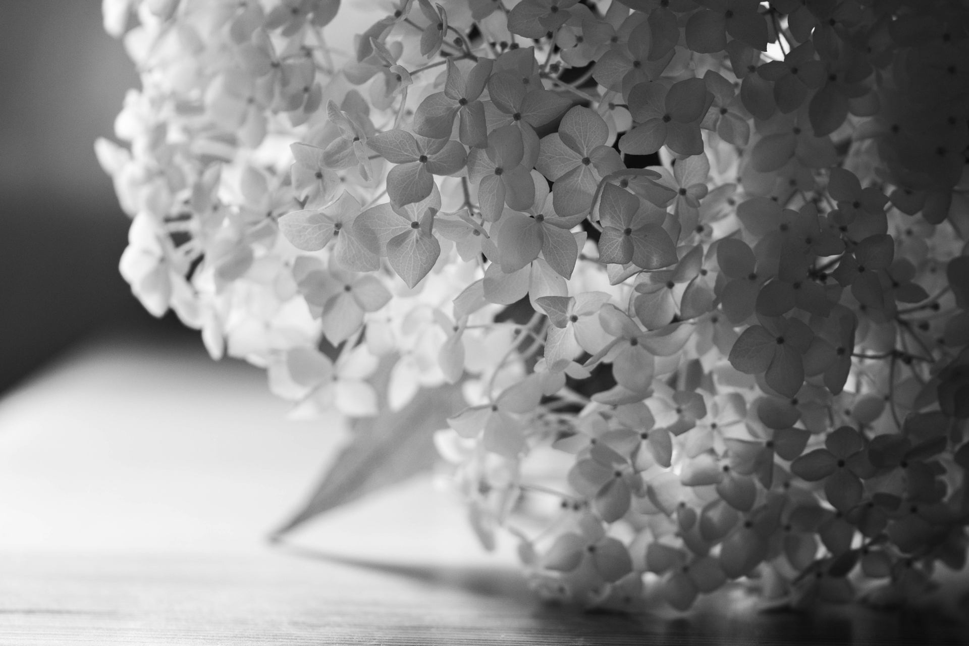 Les fleurs de nuit
