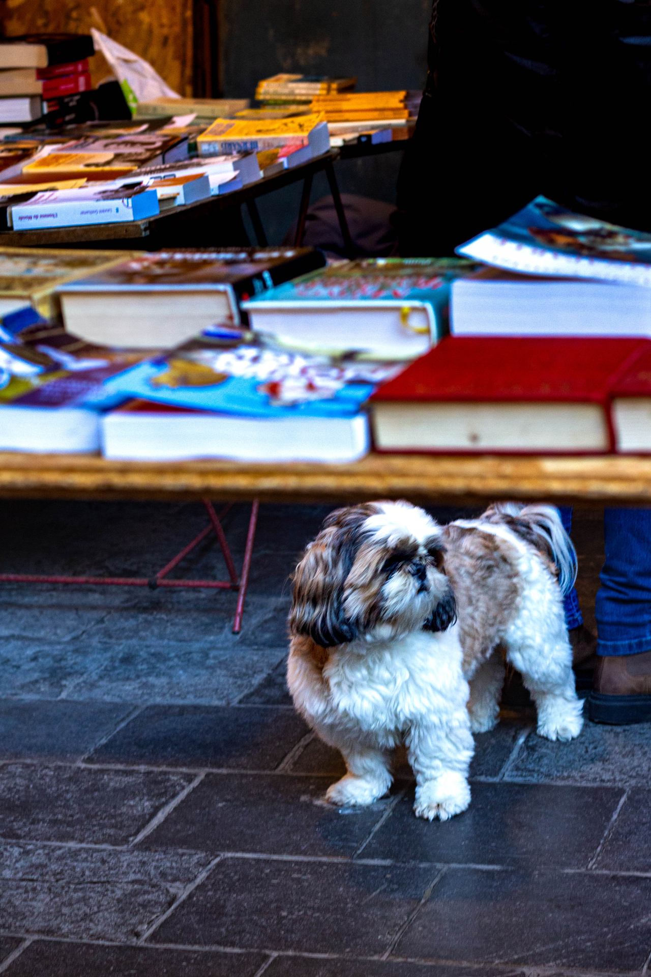 Le chien du marché aux puces