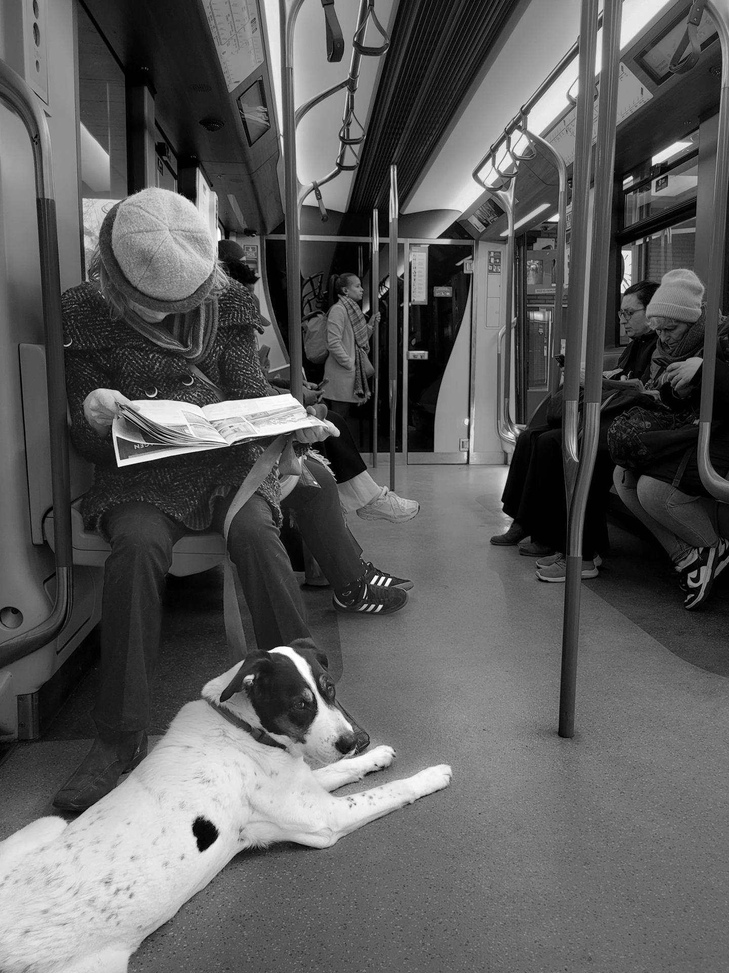 Le chien et les nouvelles du jour