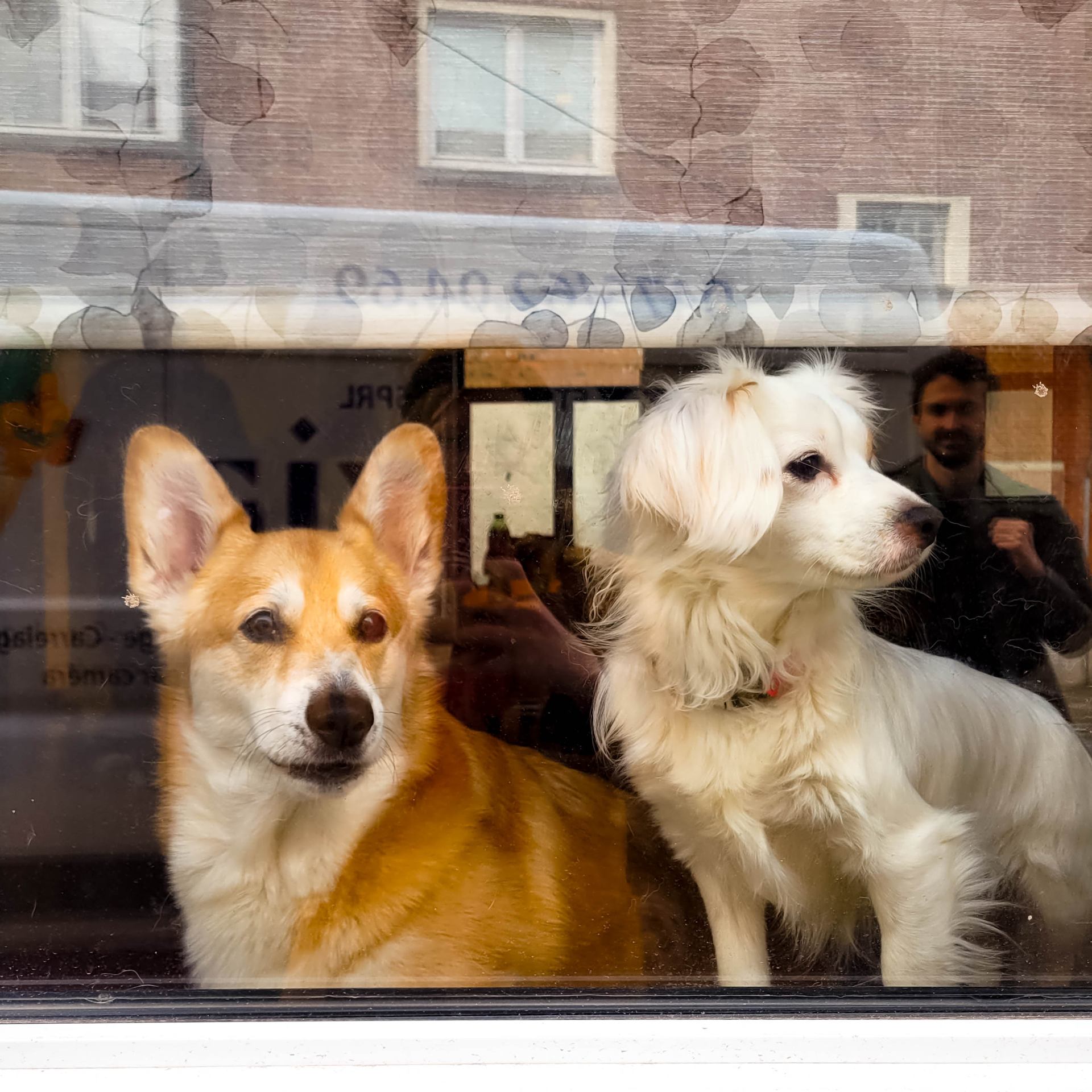 Deux chiens et un être aimé