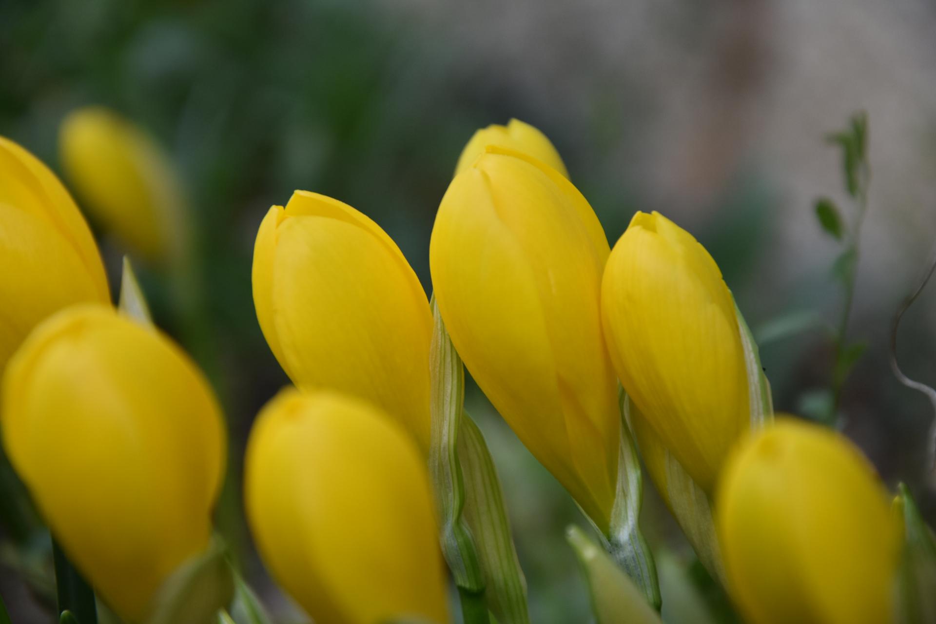 DSC_1870.JPG