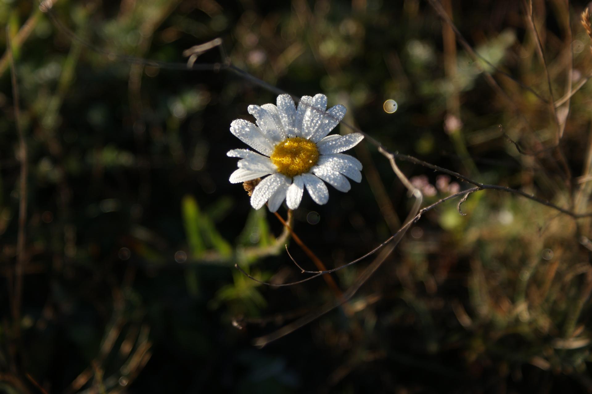 DSC05526.JPG