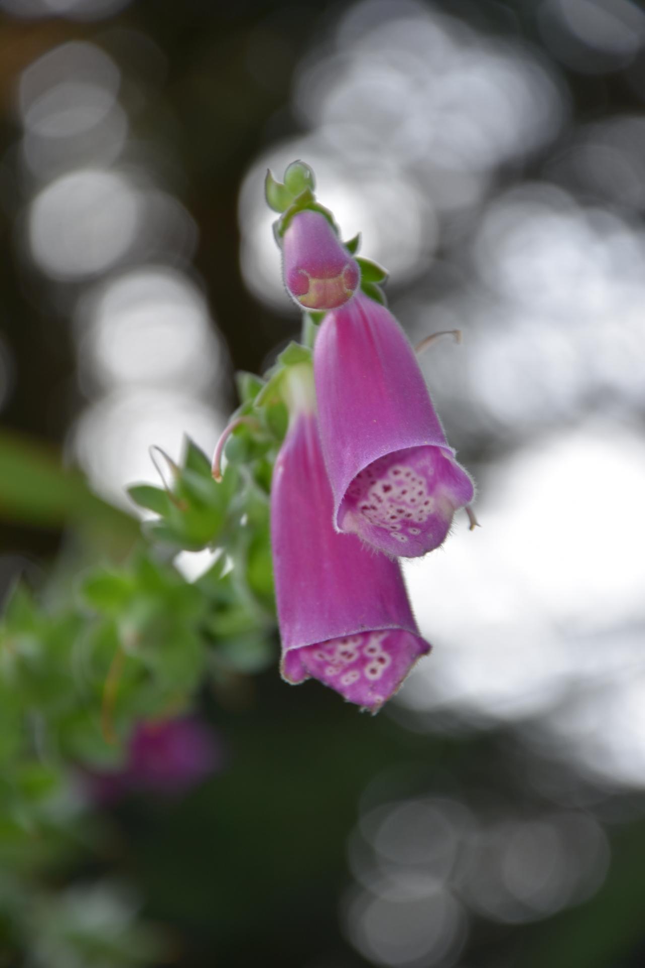 DSC_1133.JPG