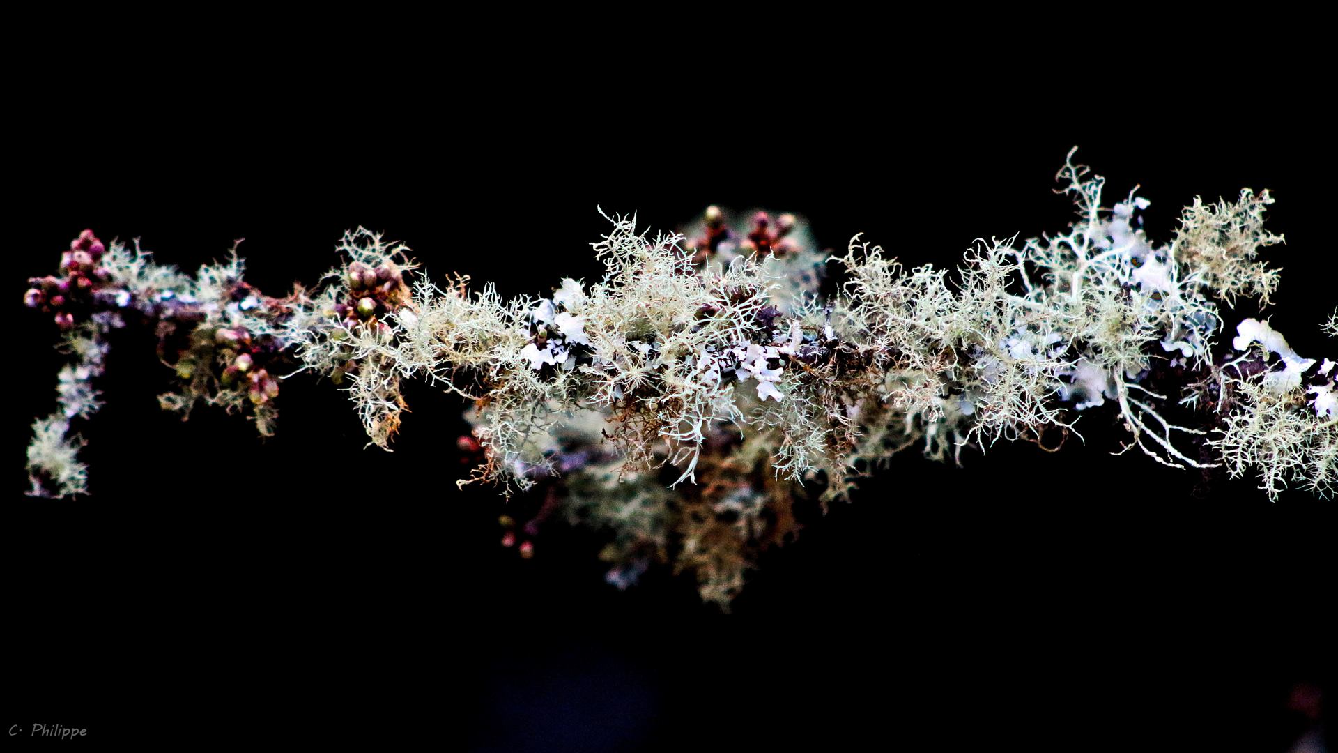 une branche recouverte de lichen