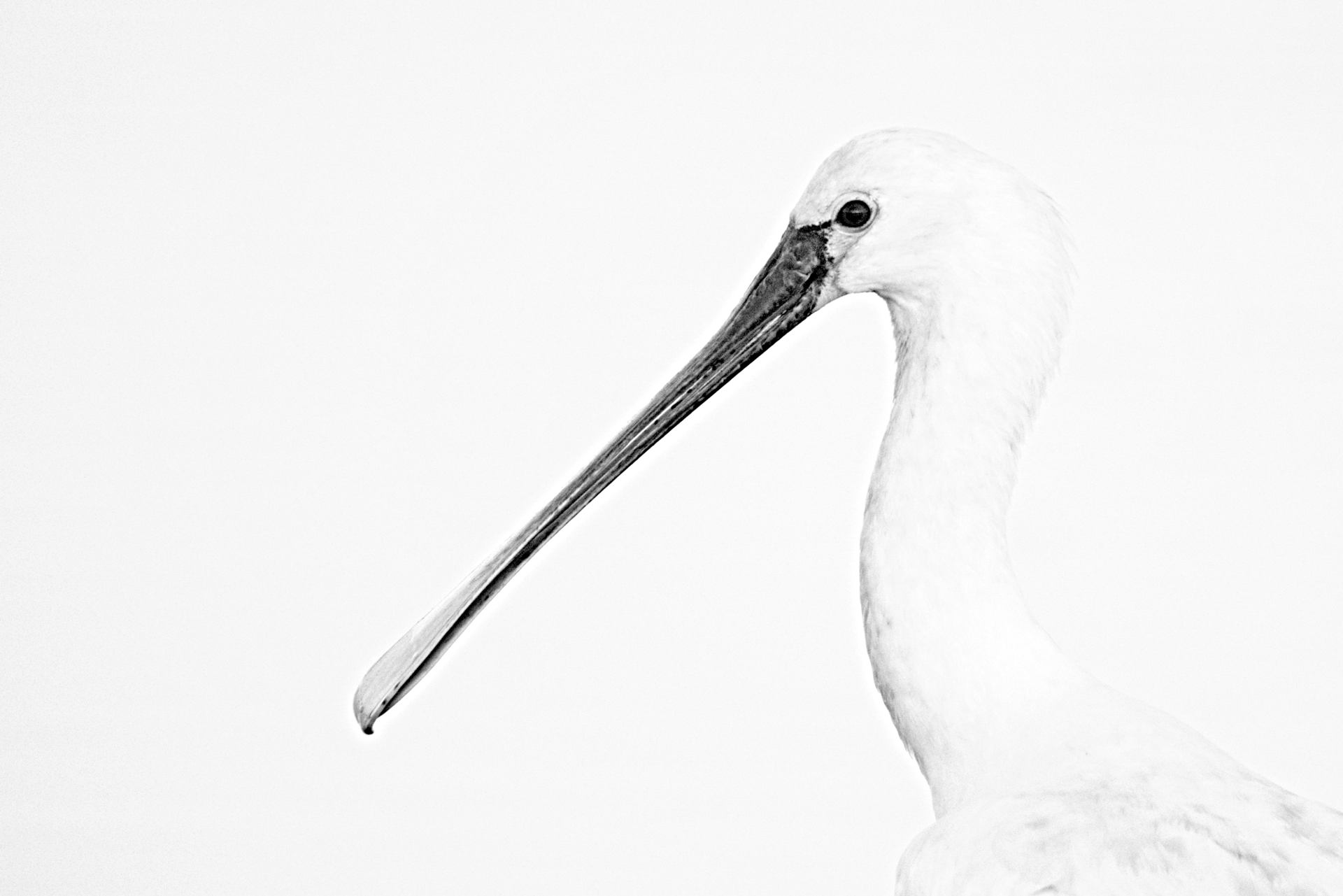 spatule blanche en noir et blanc