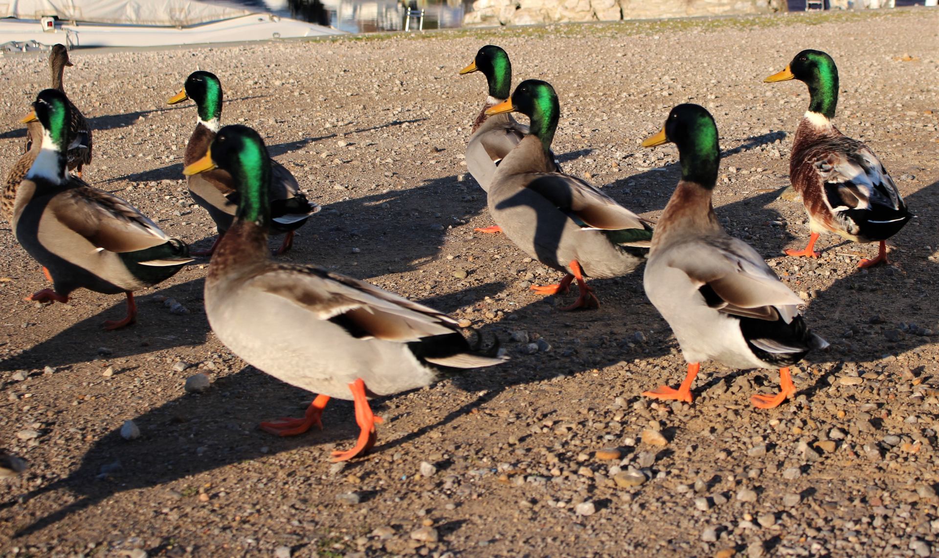 Danse des canards