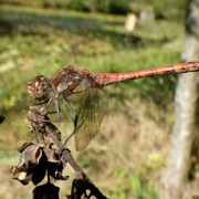 Classement final : 607