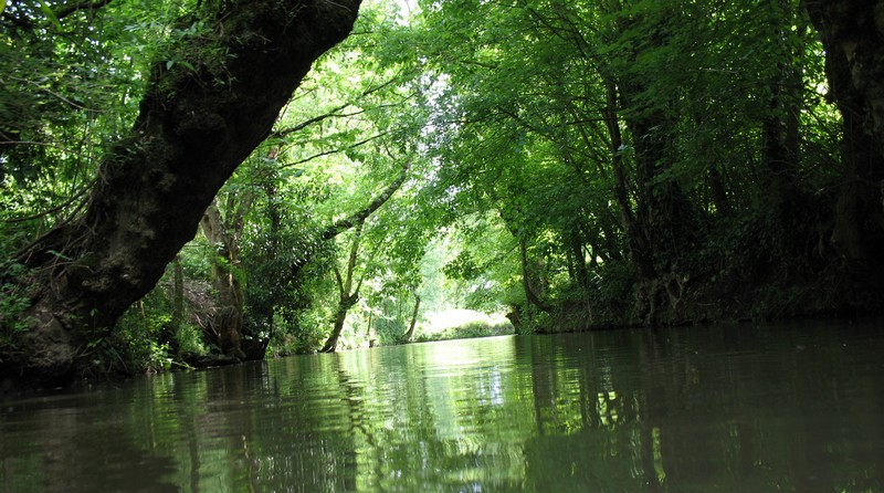 Sous les arbres