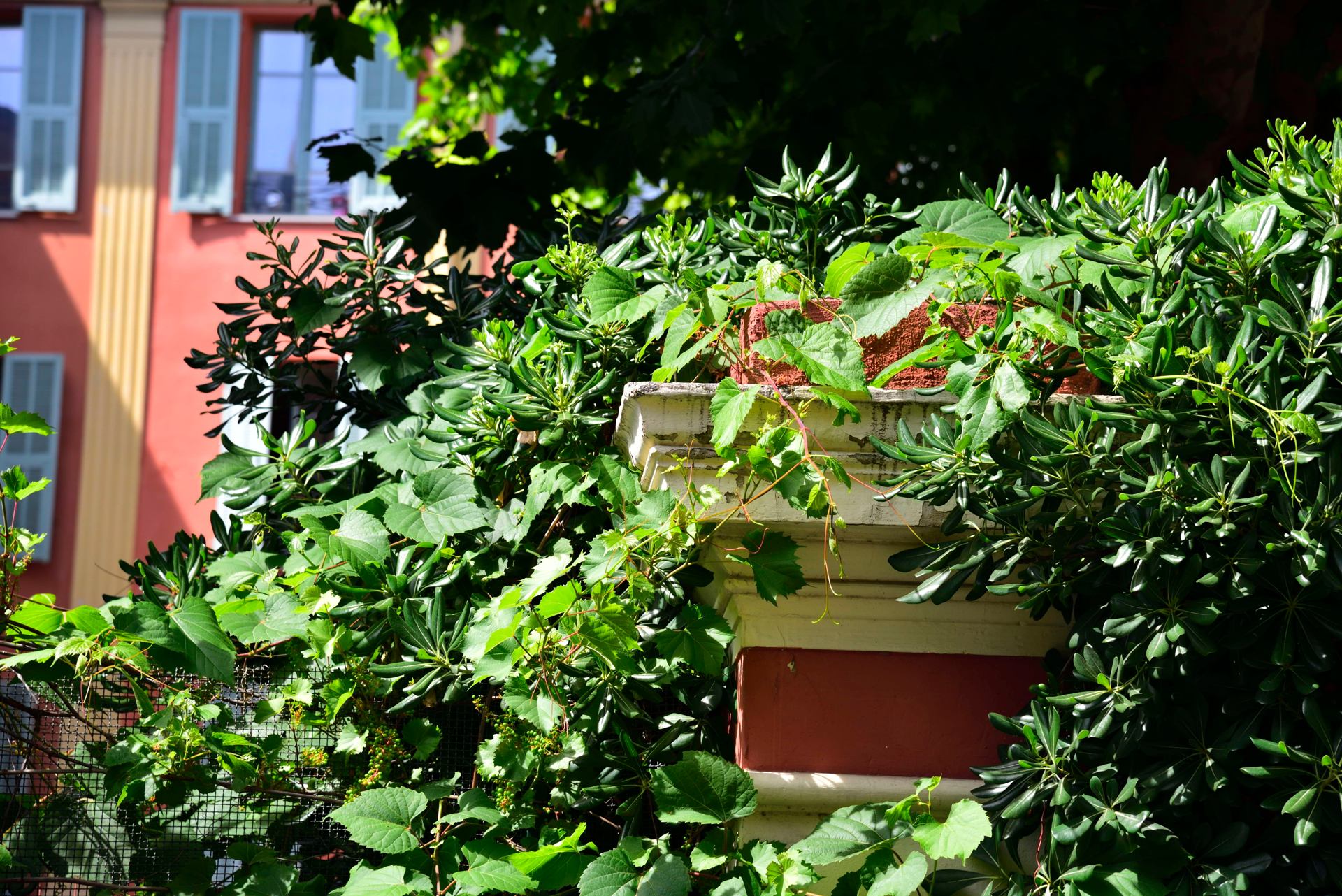 La petite vigne...