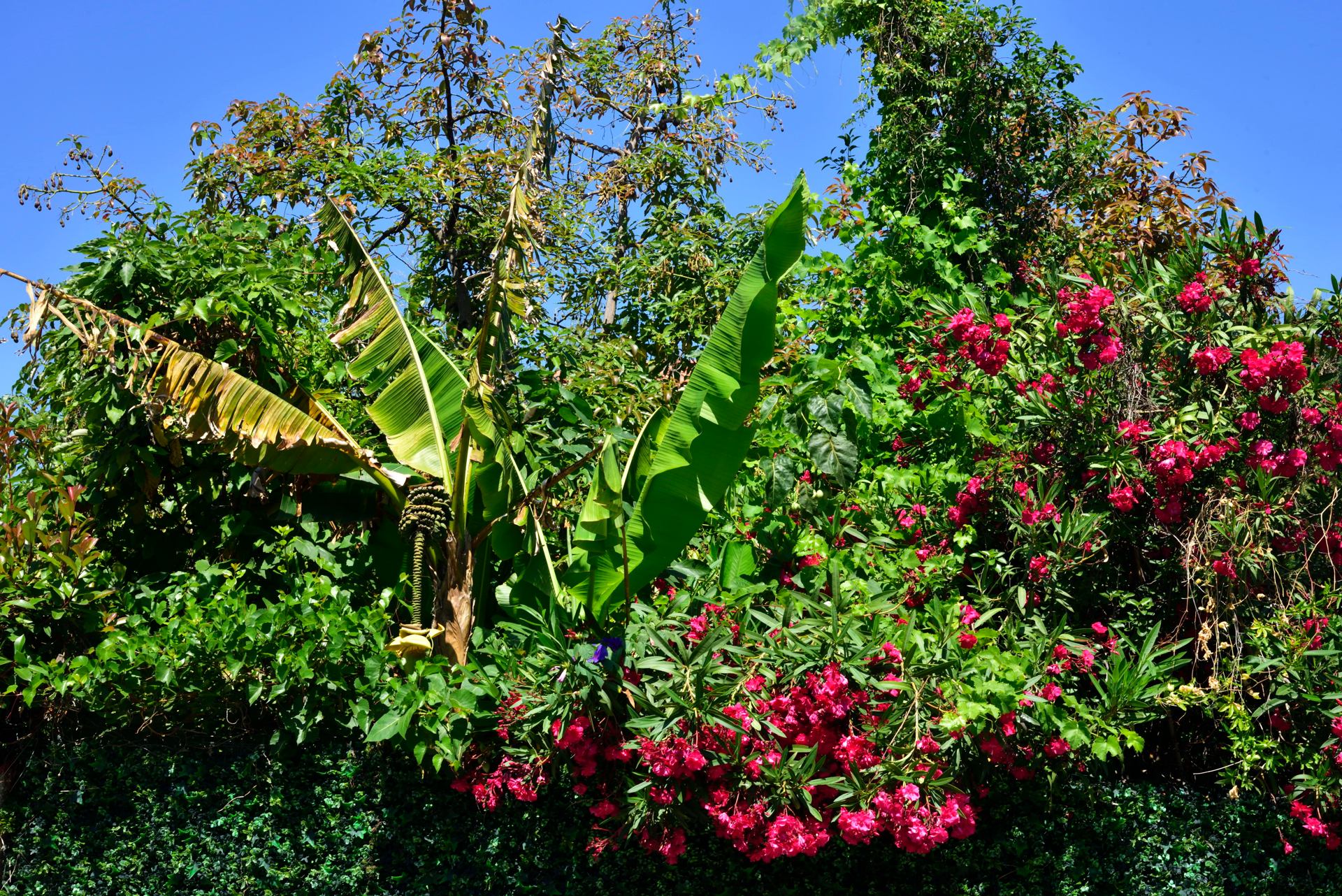 Le jardin débordant...