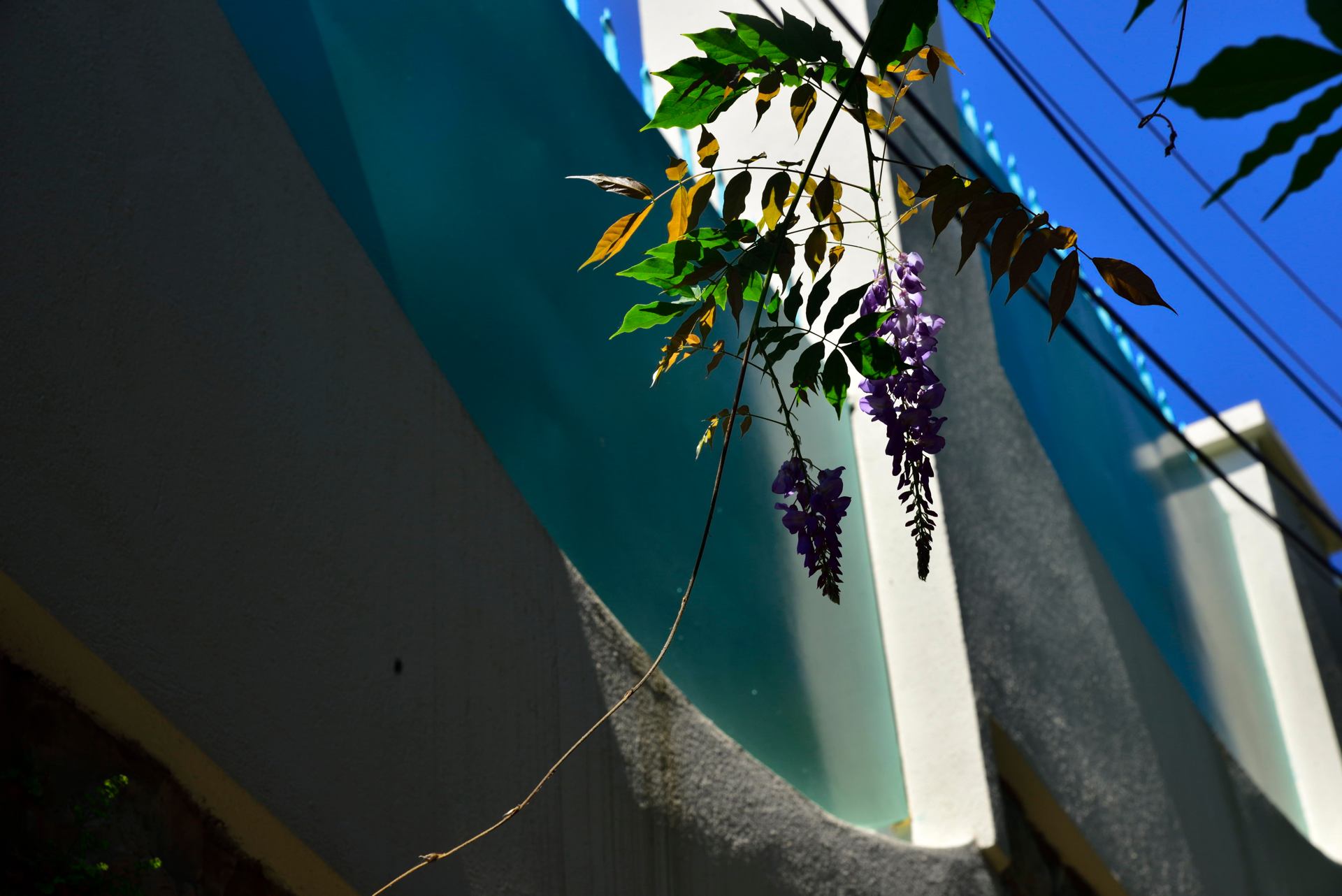 Glycine...