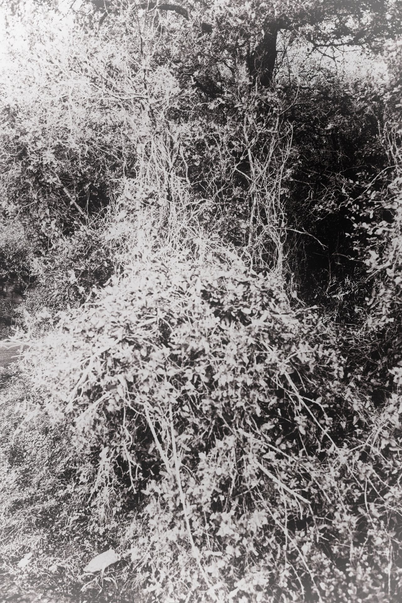 Broussailles et merveilles...