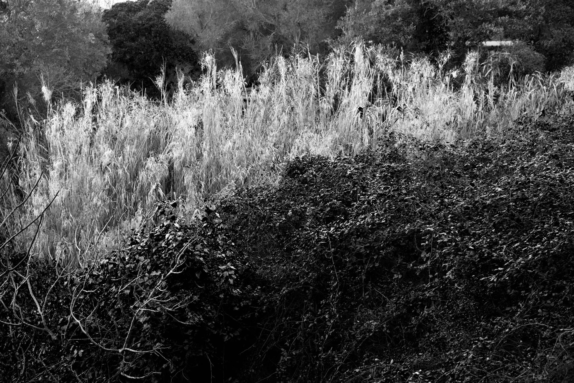 Broussailles et merveilles...