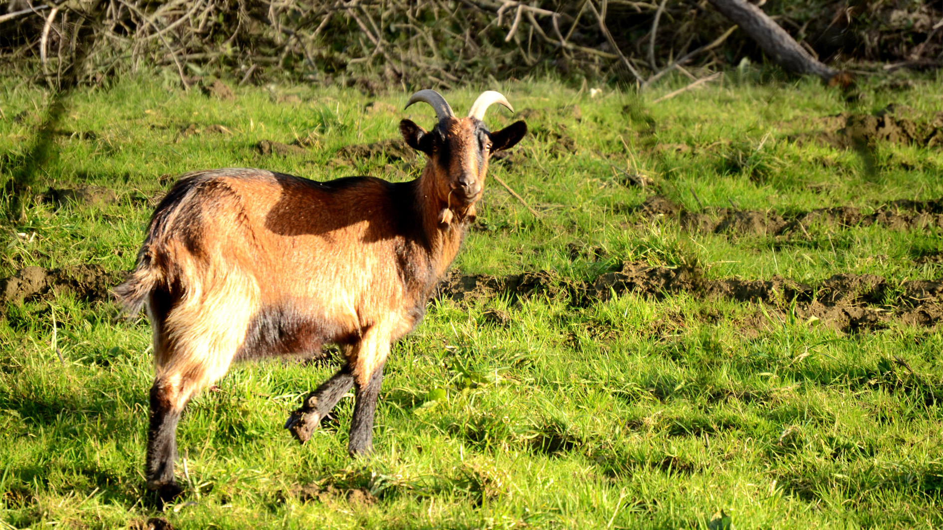 Sur trois pattes