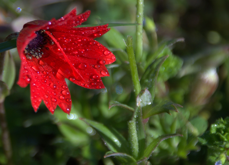 DSC_6252.NEF.jpg