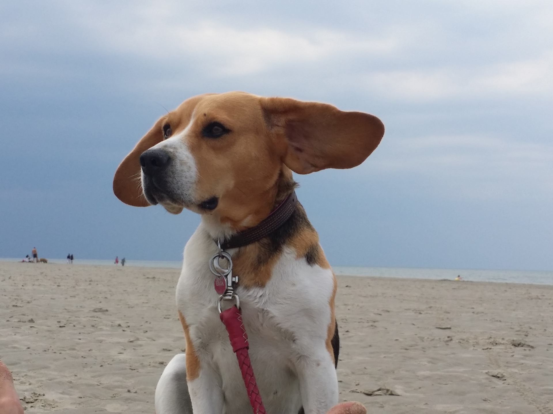 Beagle on the beach