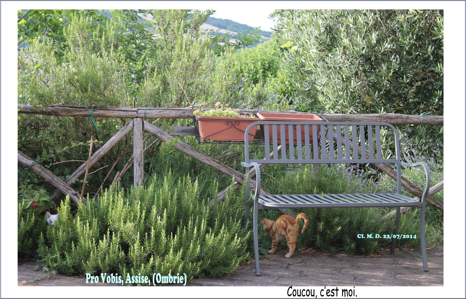 TU JOUES À CHAT  ?