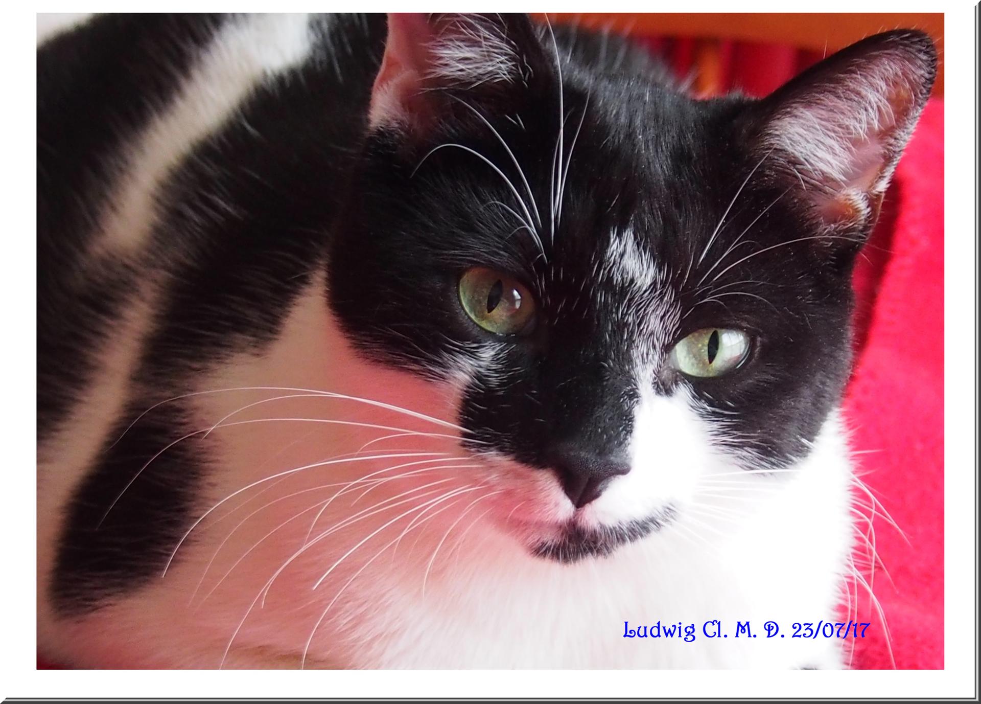 LUDWIG aux beaux sourcils et belles moustaches