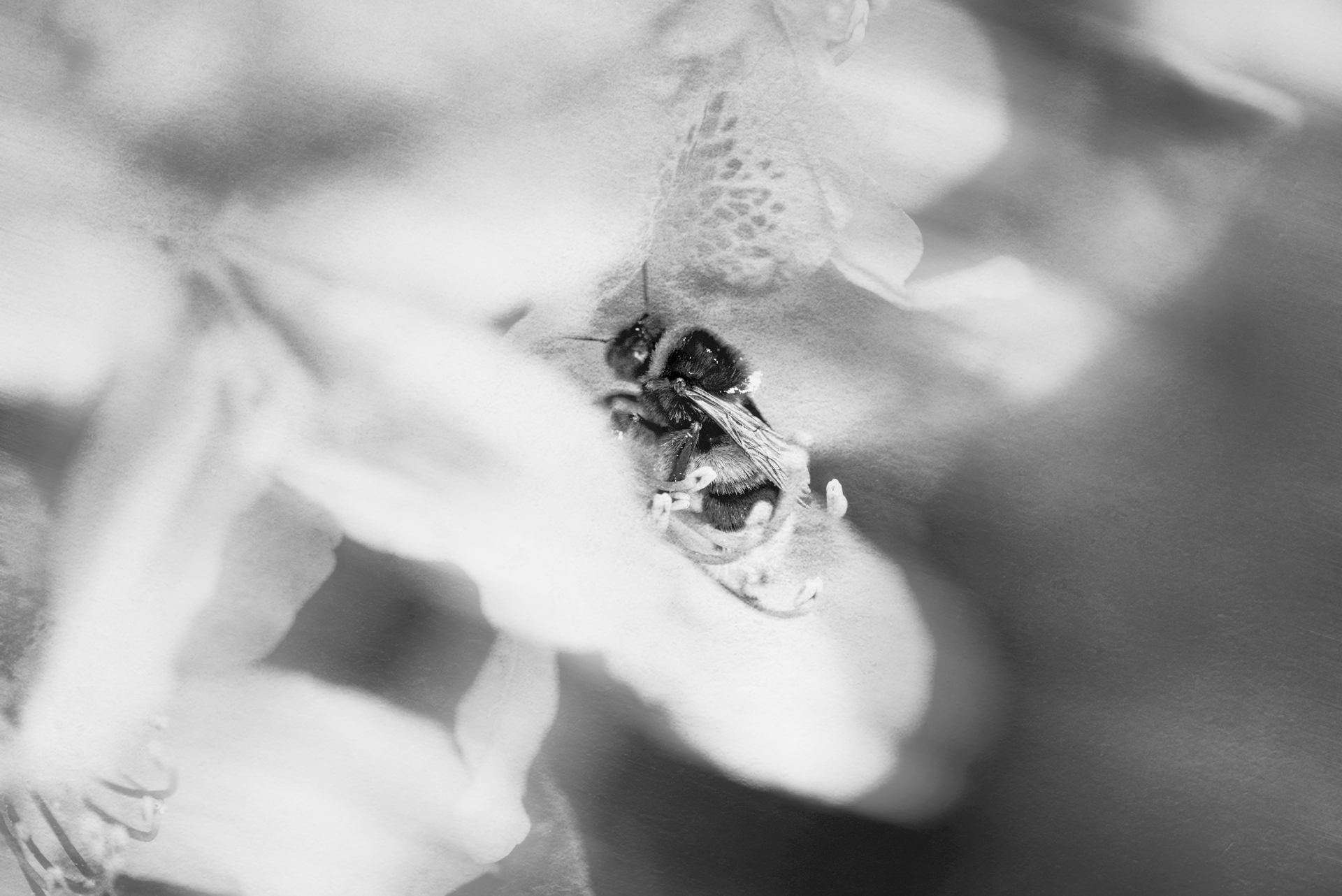 Abeille solitaire