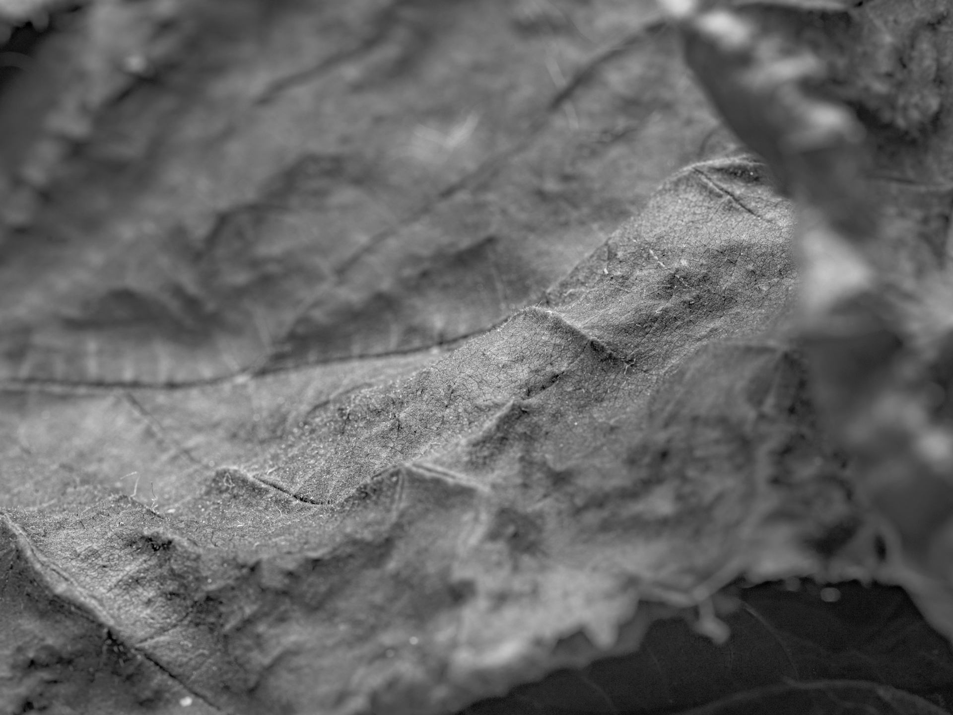 Détails nature morte