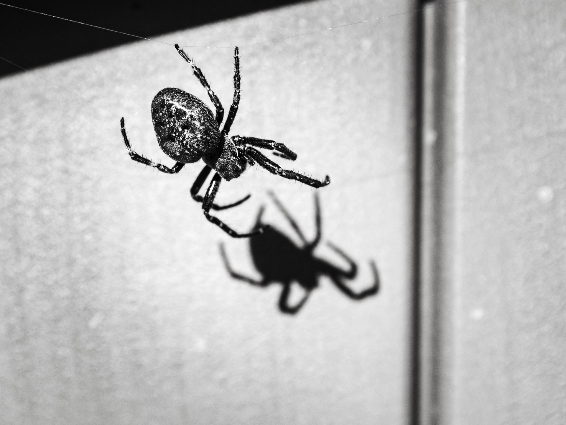 L'ombre de l'Araignée