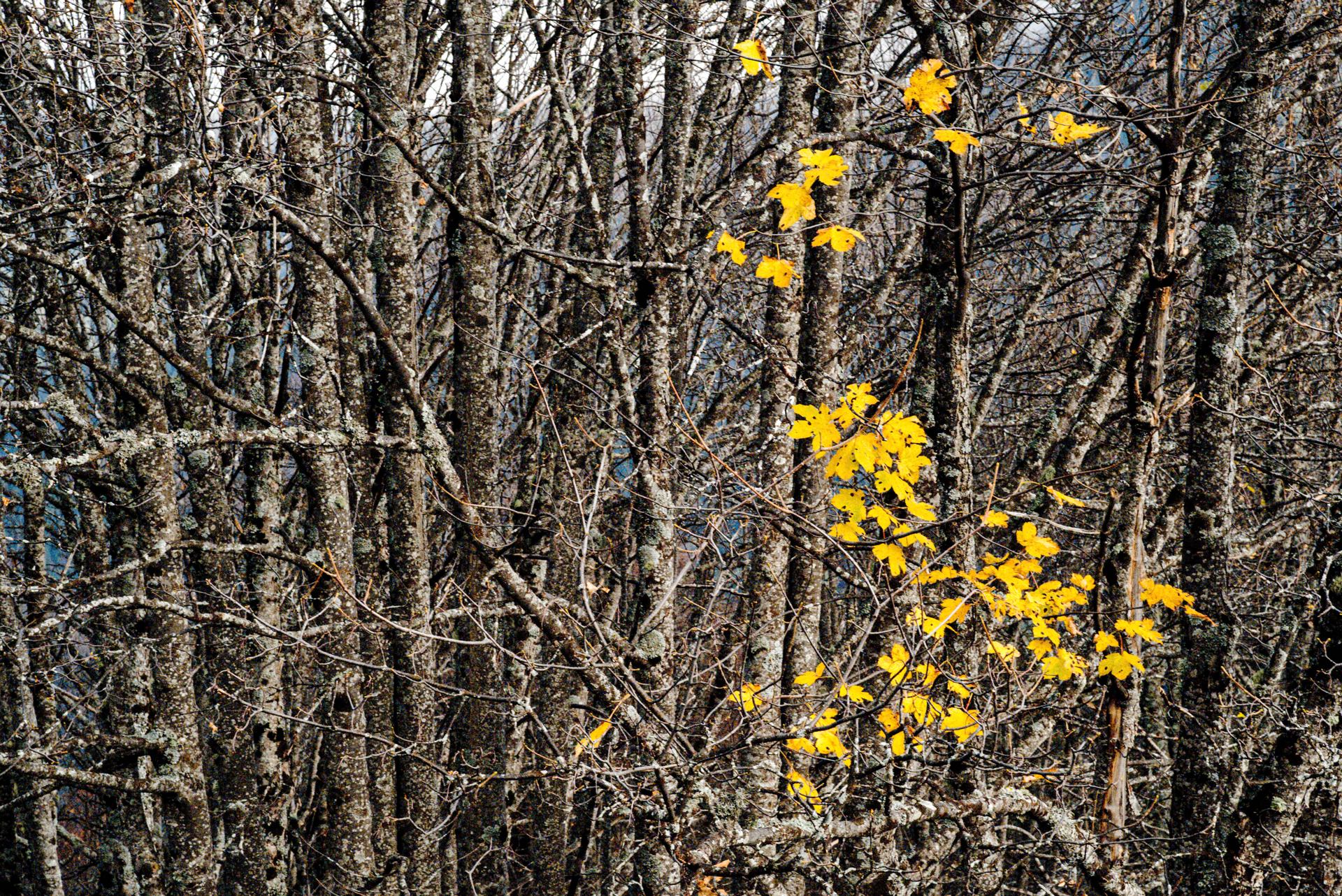 les dernières feuilles